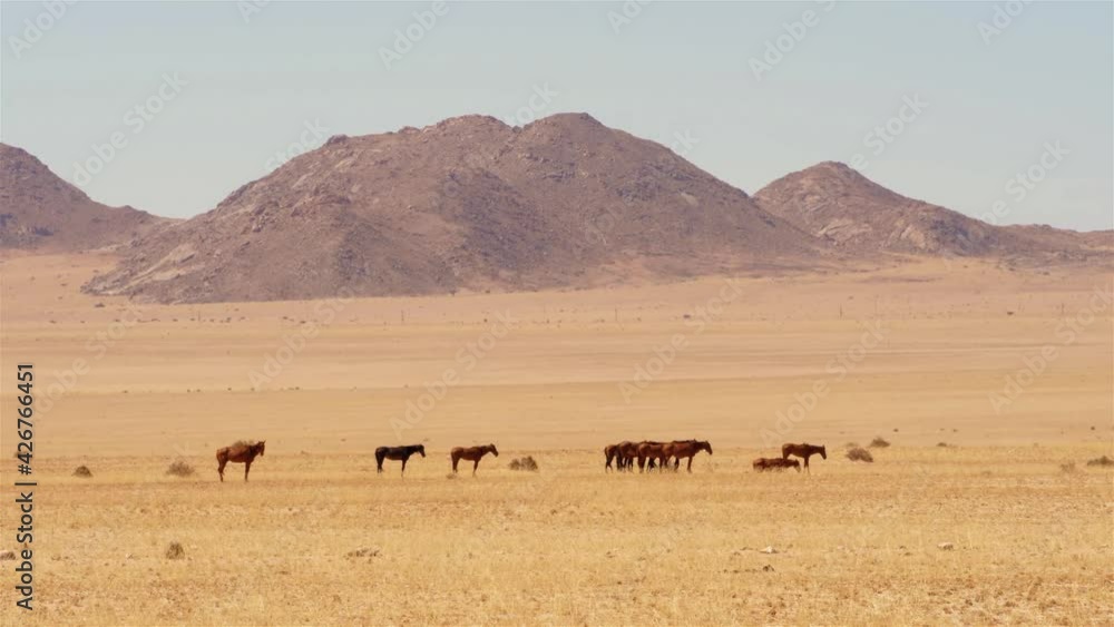 wild horses in the steppe of south africa wild horses in the steppe of south africa