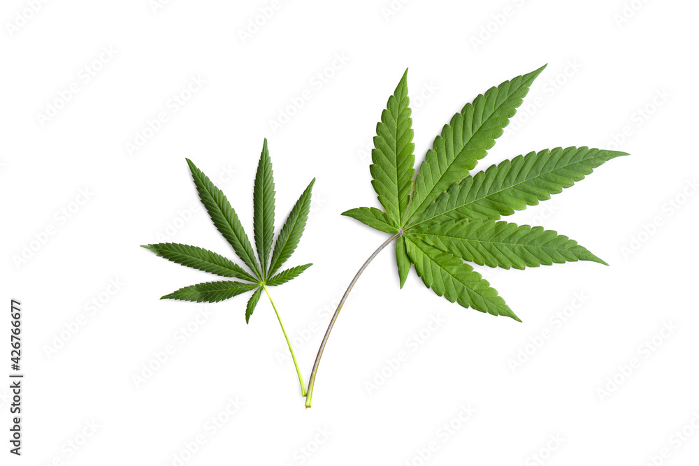 Green marijuana leaves isolated on pure white background. Green marijuana leaves isolated on pure white background.