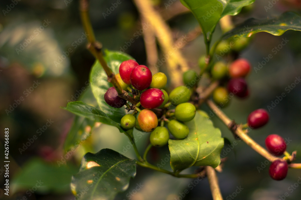 Obraz premium Yellow, red and green coffee beans