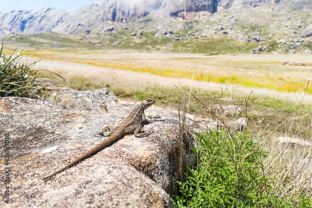 Lizard with a long tail in diagonal direction sunbathing on the rock in beautiful position, Madagascar Lizard with a long tail in diagonal direction sunbathing on the rock in beautiful position, Madagascar