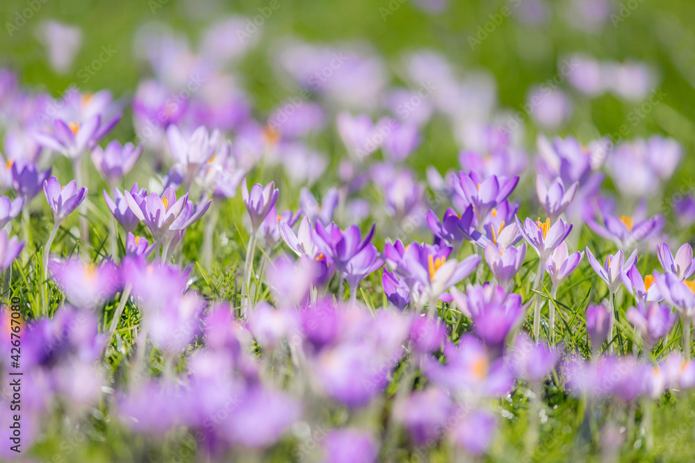 Obraz premium Crocuses