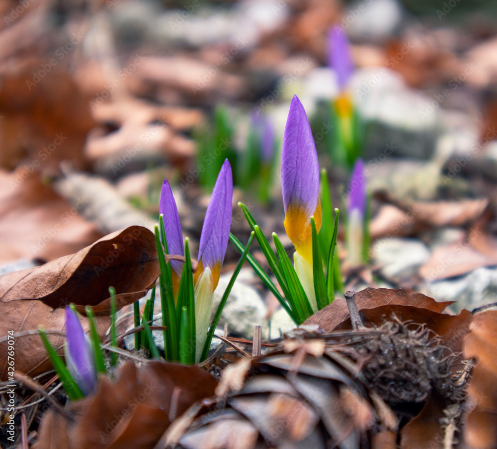 Foto de Early spring flowers: purple buds of young crocuses in a ...