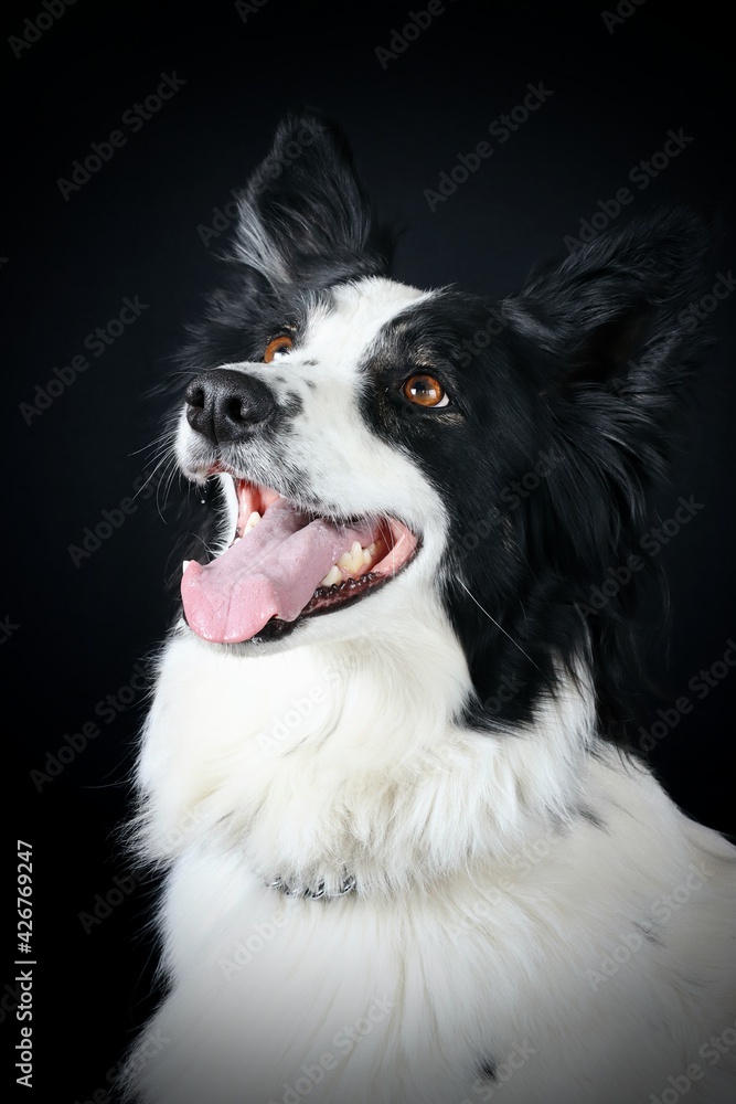 border collie dog 