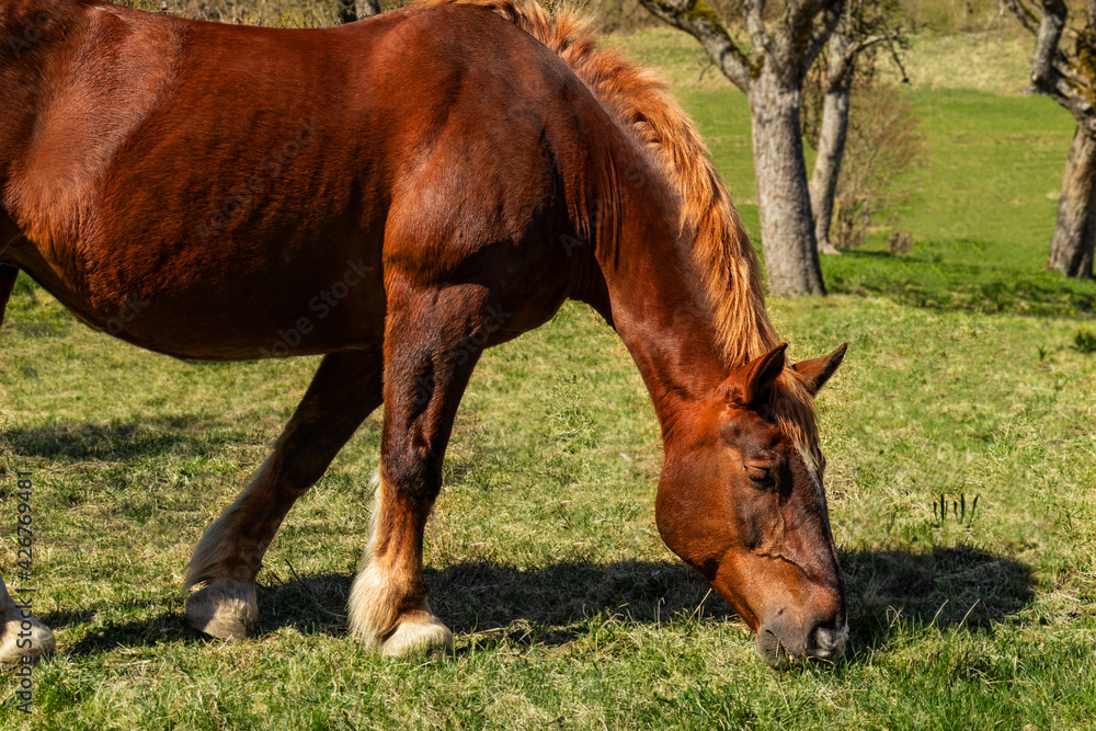 Fototapeta premium Brown horse eats green grass on a spring sunny day. 