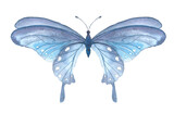 Beautiful watercolor blue butterfly, great design for any purposes. Spring botanical illustration