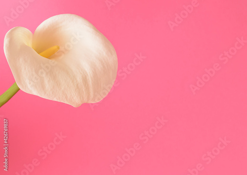 White flower calla on a pink background.. Spring still life summer photography. Simple composition with copy space.