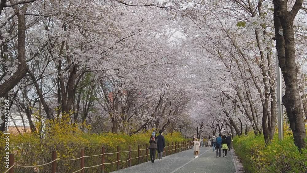 People walking in park under blossoming cherry petals flying from trees at Seoul. Korea People walking in park under blossoming cherry petals flying from trees at Seoul. Korea