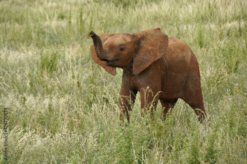 Sticker Young elephant in long grass, Samburu Game Reserve, Kenya