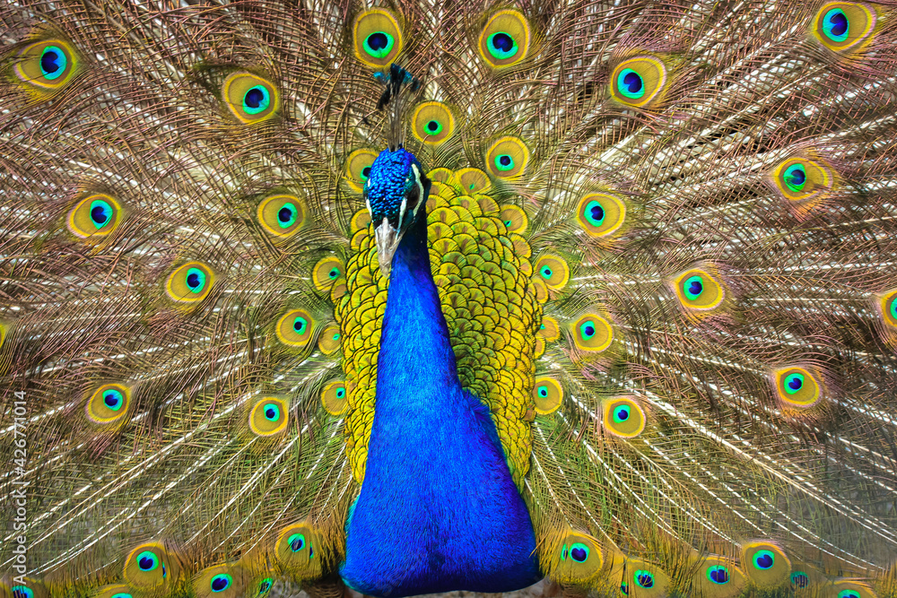 Obraz premium Indian peacock with colorful feathers fan-spreading its large tail. A beautiful Indian National bird is dancing with its feather wide spread in the zoo. Amazing birds.