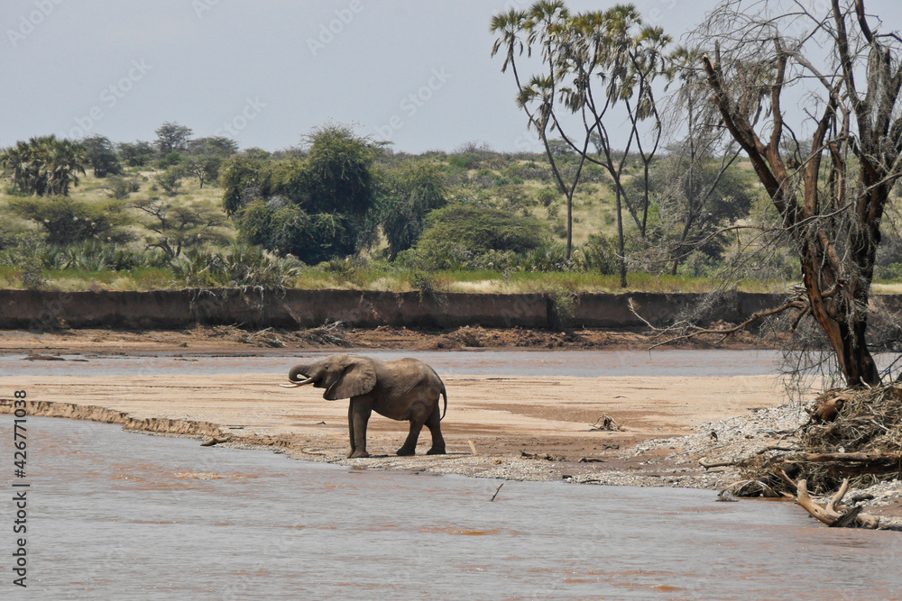 Solitary elephant drinking at Ewaso (Uaso) Nyiro river with doum palms in background, Samburu Game Reserve, Kenya Solitary elephant drinking at Ewaso (Uaso) Nyiro river with doum palms in background, Samburu Game Reserve, Kenya