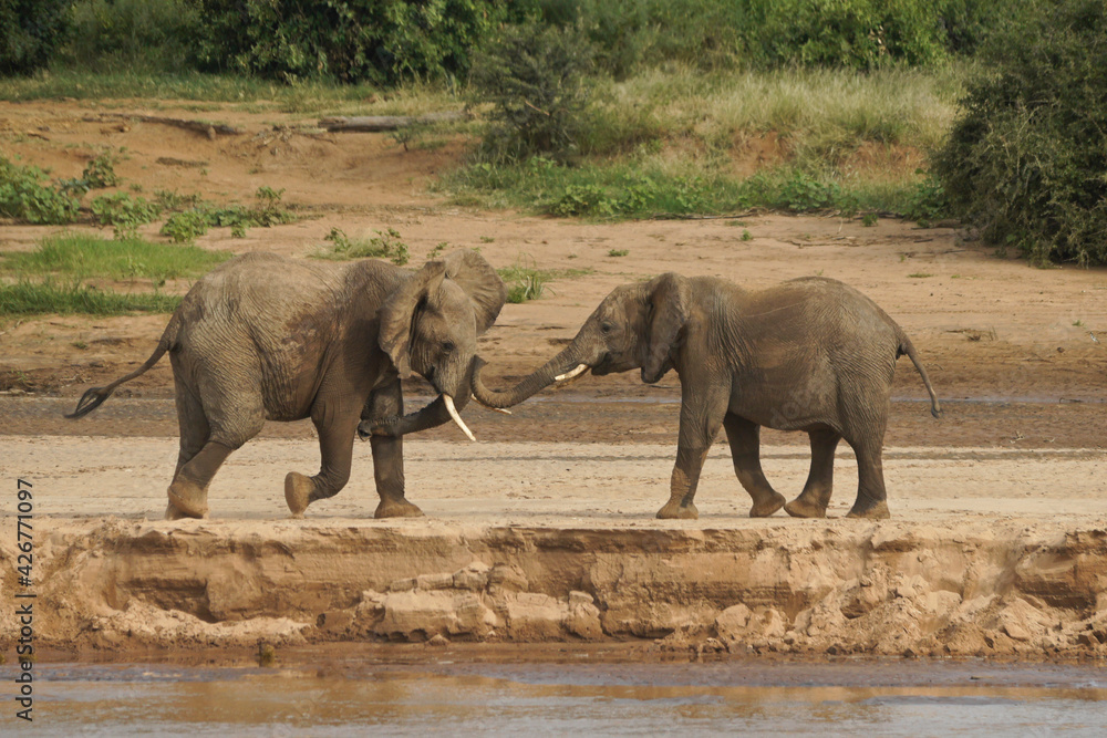 Fototapeta premium Young male elephants play-fighting on the bank of the Ewaso (Uaso) Nyiro river, Samburu Game Reserve, Kenya
