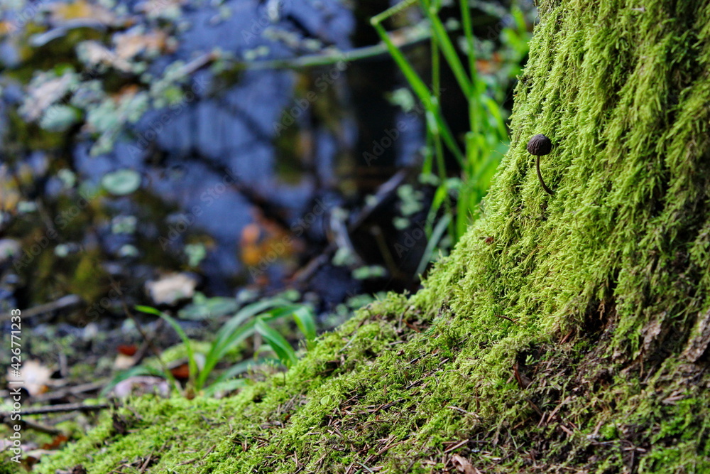 Tree with moss and mushroom oeolo water. Nature screensaver on your computer Tree with moss and mushroom oeolo water. Nature screensaver on your computer