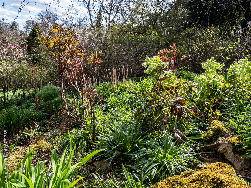 Fototapeta premium Spring flowers in the garden.