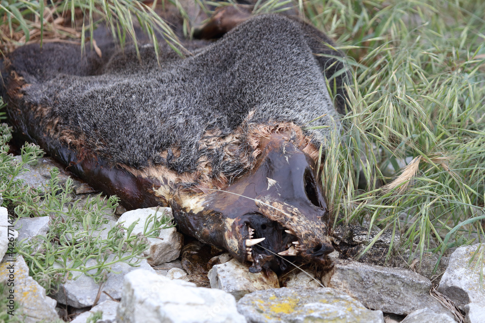 Neuseeländischer Seebär / New Zealand fur seal / Arctocephalus forsteri. Neuseeländischer Seebär / New Zealand fur seal / Arctocephalus forsteri.