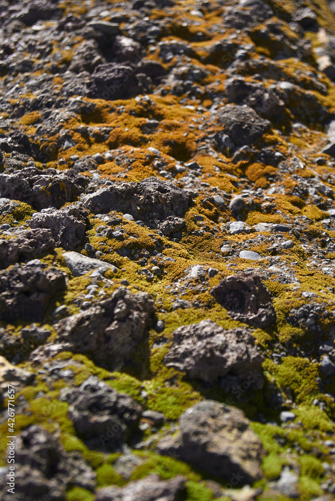 rocky field with moss background rocky field with moss background