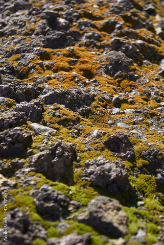 rocky field with moss background