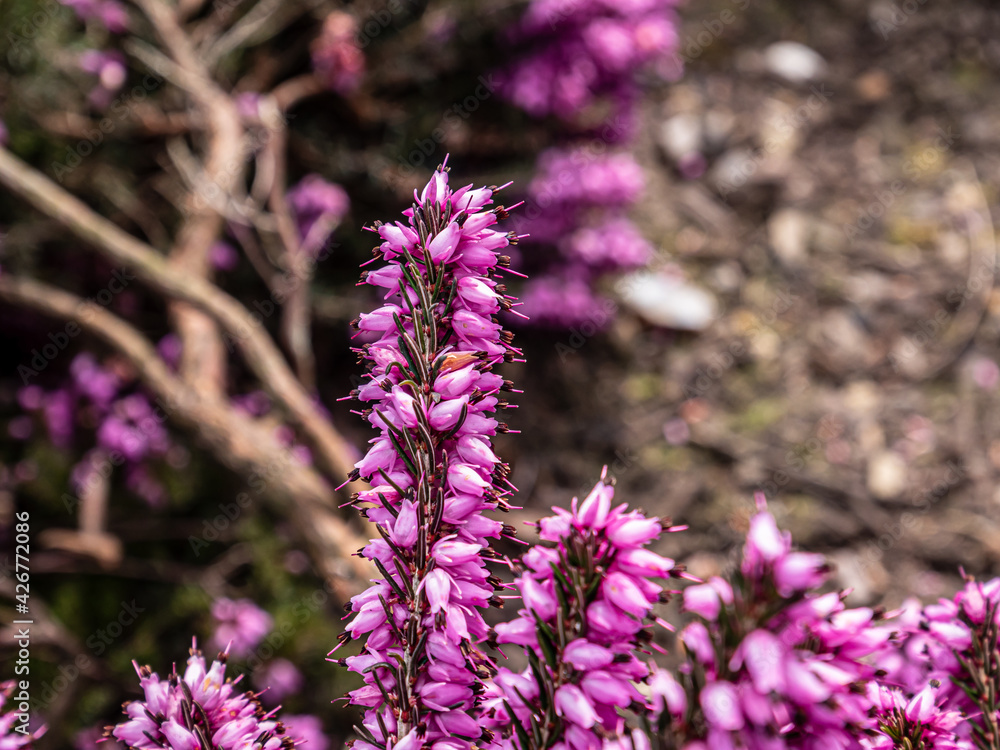 Obraz premium Spring flowers in the garden.