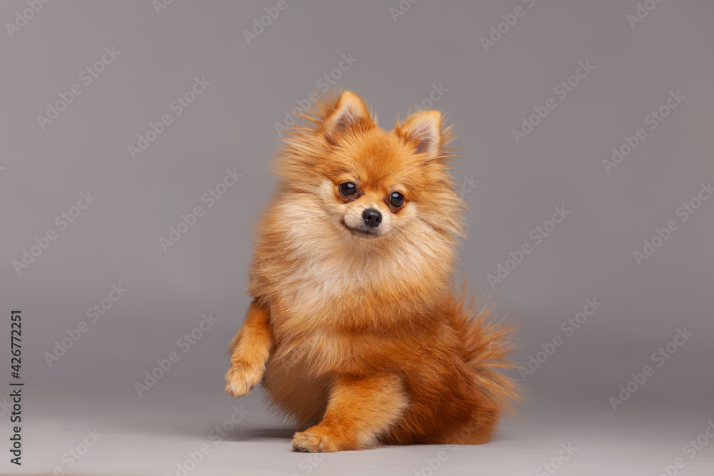 pomeranian spitz puppy pomeranian spitz puppy