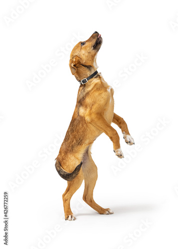 Puppy Dog Standing on Hind Legs Begging