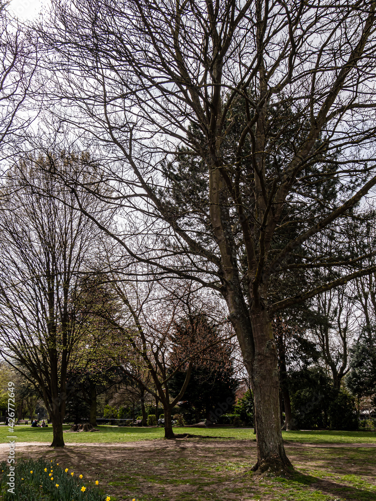 Obraz premium Spring in the garden. Trees and flowers.