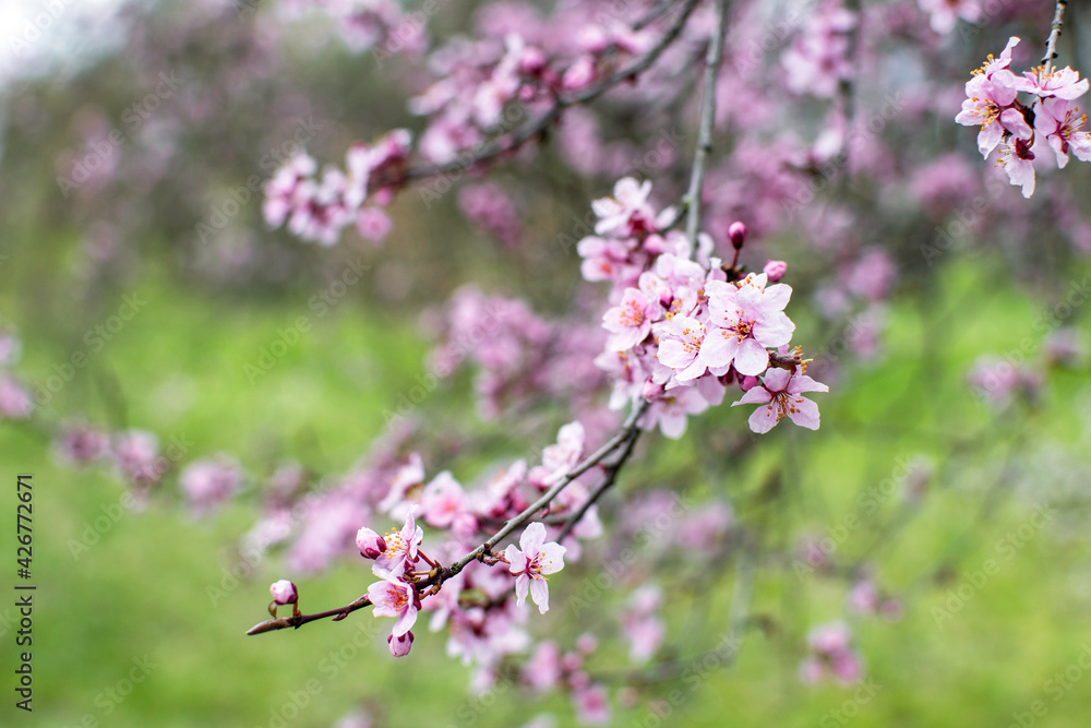 Cherry blossom branch at spring Cherry blossom branch at spring