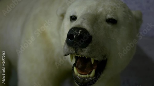 Head of a stuffed dead polar bear in museum - Close-up shot