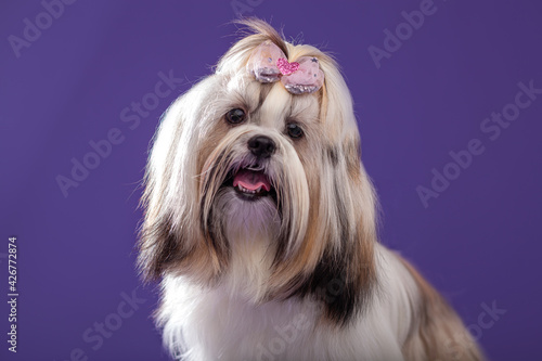 Canvas Print shih tzu dog