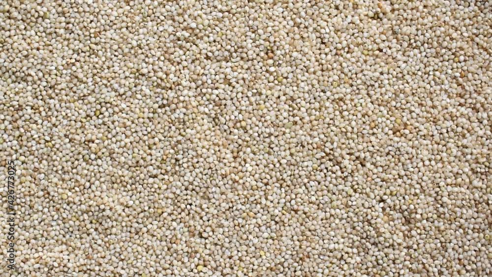 Raw whole dried little millet Raw whole dried little millet