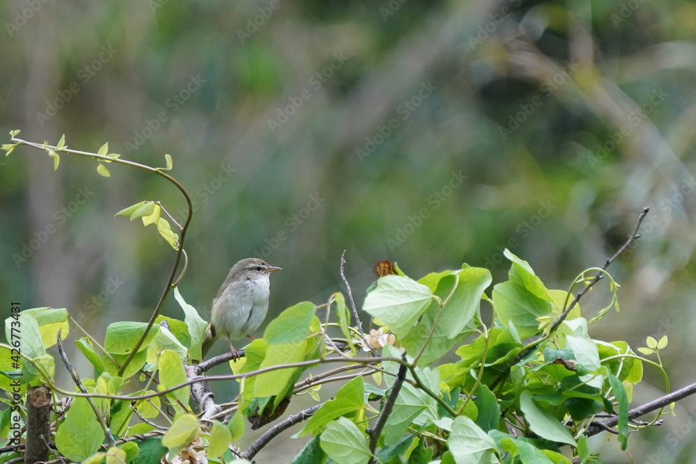 japanese bush warbler on the branch japanese bush warbler on the branch