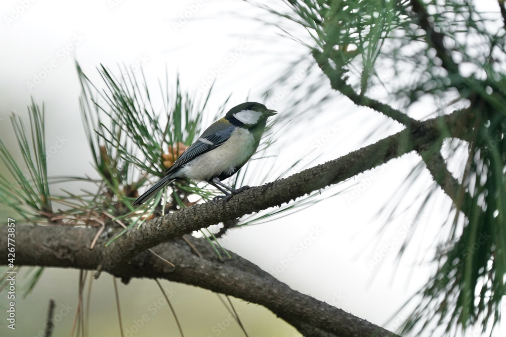 japanese tit on the branch