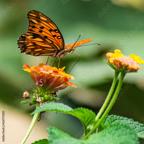 Mariposa monarca succionando el néctar de las flores