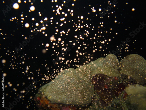 Bild auf Leinwand Coral Orbicella faveolata in the natural national park Islas del Rosario, Colomb