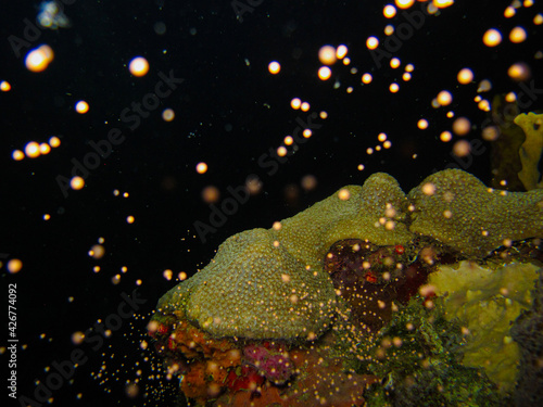 Photos Coral Orbicella faveolata in the natural national park Islas del Rosario, Colomb