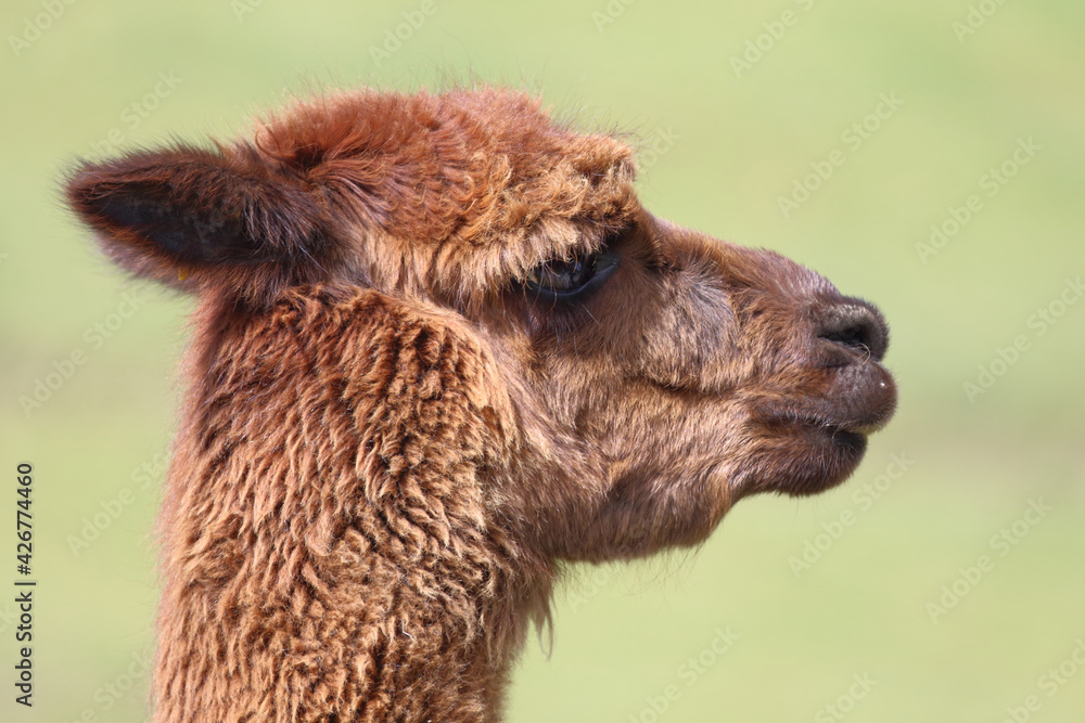 Fototapeta premium Alpaka / Alpaca / Vikugna pacos