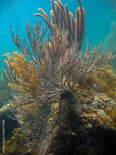 Soft corals of the plexauridae family in Tayrona National Natural Park photo