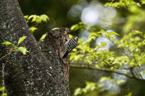 japanese pigmy woodpecker on the tree