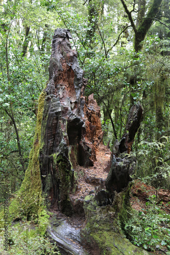 Baum Neuseeland - Tree New Zealand