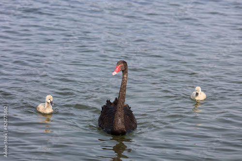 Schwarzer Schwan oder Trauerschwan / Black Swan / Cygnus atratus.