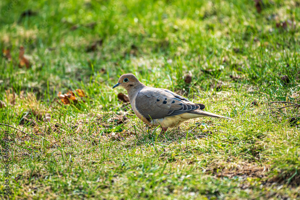 Mourning Dove in the grass Mourning Dove in the grass