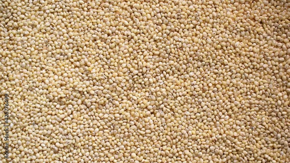 Raw whole dry Proso millet Raw whole dry Proso millet