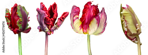 Red big dutch parrot tulip flowers. Isolated on white background. photo