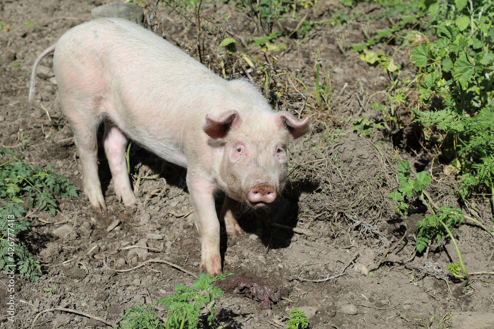 Hausschwein / Domestic pig / Sus scrofa domesticus. Hausschwein / Domestic pig / Sus scrofa domesticus.