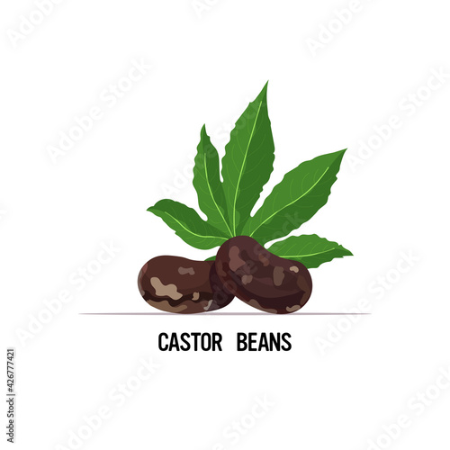 castor beans with leaf organic healthy vegetarian food isolated on white background