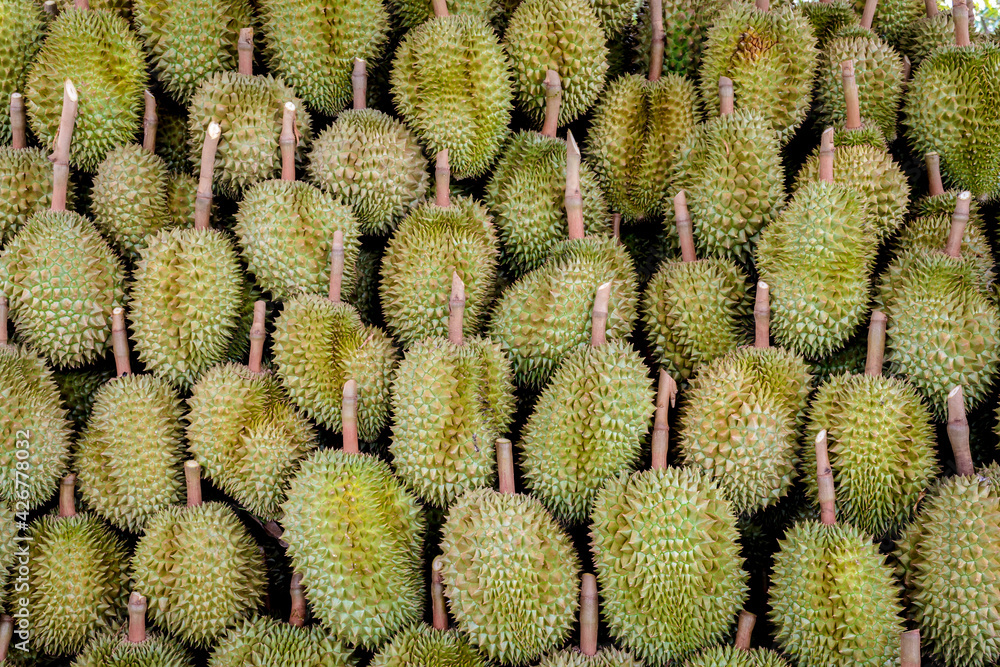 Big durian group waiting to be exported, agriculture in Thailand is product of quality ,king of fruit Big durian group waiting to be exported, agriculture in Thailand is product of quality ,king of fruit