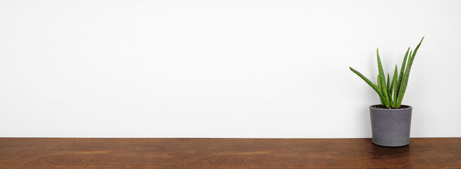 Aloe vera plant in a dark cement pot. Side view on wooden shelf against a white wall. Banner with copy space.