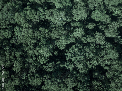 tree tops