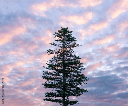 christmas tree in the sky