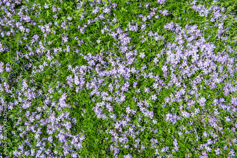 Small purple flowers nemophila. spring flowers background