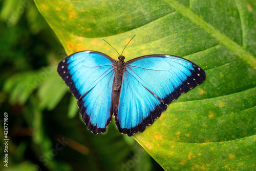 Blue Morpho butterfly (Morpho menelaus) on a leaf, Mindo cloud forest, Ecuador.