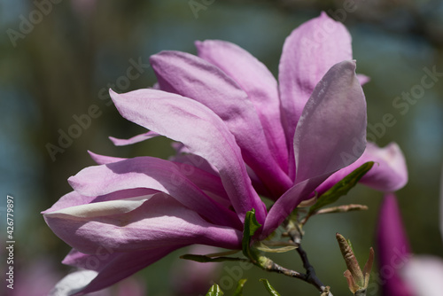 close up of a pink flower